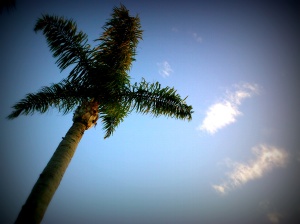 Palm Tree Swaying